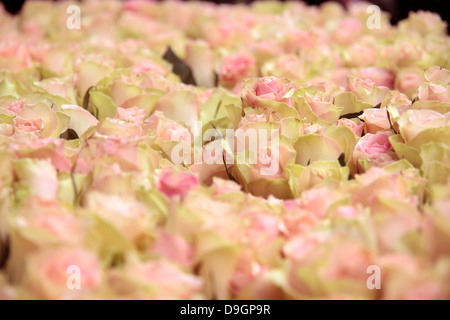 Grand groupe de cut light pink roses dans un magasin de fleur dans le centre de Copenhague, Danemark Banque D'Images
