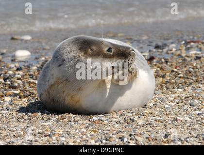 Joint gris sur l'île de Helgoland, Allemagne Banque D'Images