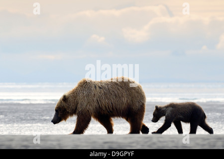 Mère grizzly avec ourson walking on beach Banque D'Images