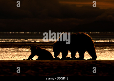 Mère grizzly avec ourson jouant sur la plage. Banque D'Images