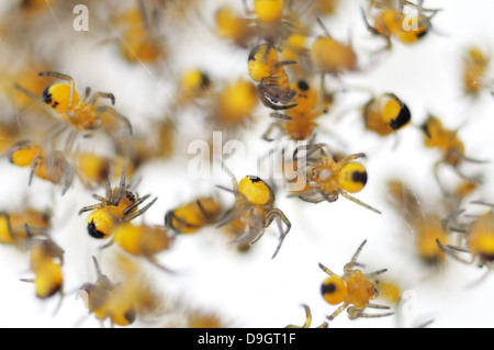 Gros plan extrême d'un cluster de minuscules araignées bébé Banque D'Images