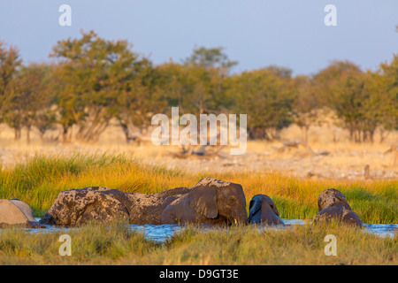 Bush de l'Afrique, l'éléphant, l'Éléphant de savane africaine Afrikanischer Elefant, Loxodonta africana Banque D'Images