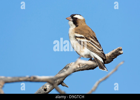 Augenbrauenmahali, White-browed Sparrow Weaver, White-browed Sparrow-Weaver mahali Plocepasser, Banque D'Images