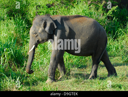 L'éléphant au parc national d'Uda Walawe, Sri Lanka Banque D'Images