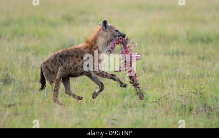 L'hyène s'exécutant avec un équivalent dans la bouche, Masai Mara, Kenya, Banque D'Images