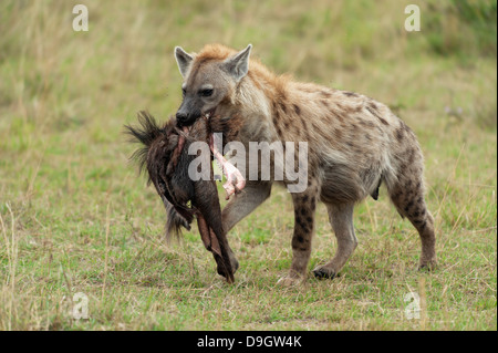 L'hyène s'exécutant avec un équivalent dans la bouche, Masai Mara, Kenya, Banque D'Images