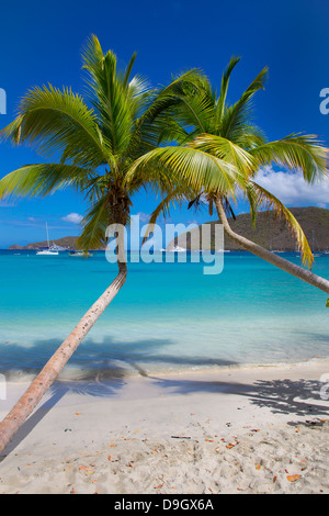 Palmiers sur la plage de Maho Bay sur l'île des Caraïbes de St John dans les îles Vierges américaines Banque D'Images