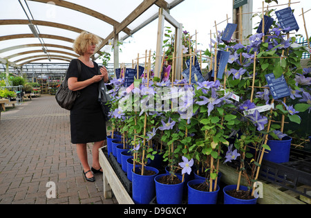 Femme faisant du shopping dans un centre de jardin de Wyevale qui regarde Clematis Usines Royaume-Uni - usage éditorial uniquement Banque D'Images