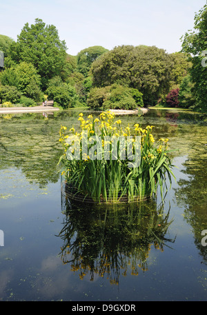 Lillies jaune ou de l'iris à fleurs plantes dans le Queens Park étang Brighton UK Banque D'Images