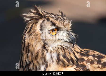 Bubo bubo lacteus eurasien Banque D'Images