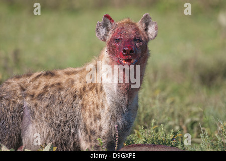 Lors d'une hyène, tuer le gnou Serengeti, Tanzanie Banque D'Images