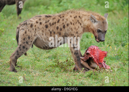 Lors d'une hyène, tuer le gnou Serengeti, Tanzanie Banque D'Images