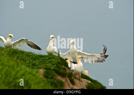 Un jeune fou de Bassan (Sula bassana ; Morus bassanus) atterrit sur le haut d'une falaise banque d'herbe parmi les autres membres de sa colonie. Banque D'Images