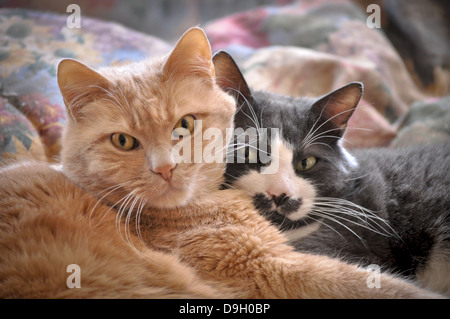 Deux chats de maison sieste ensemble Banque D'Images