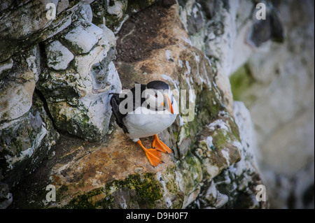 Un Macareux moine (Fratercula arctica) est perché sur une falaise à Bempton Cliffs. Banque D'Images