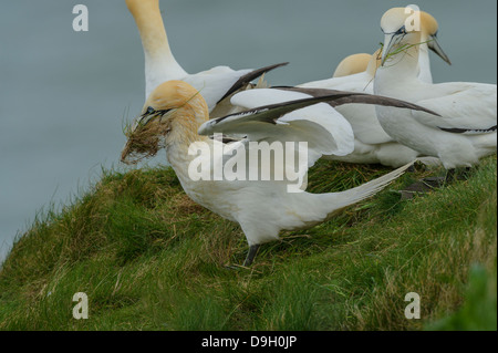 Un groupe de fous de Bassan (Morus bassanus) recueillir l'herbe pour les nids. La plus proche de l'appareil photo affiche huile/solvant contamination. Banque D'Images