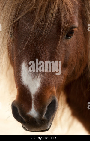 Cheval miniature (Equus ferus caballus) face rapprochée Banque D'Images