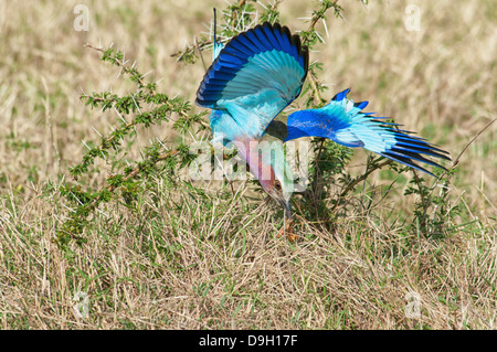 Lilac Breasted Roller, Corcias caudata, attraper un insecte, Masai Mara National Reserve, Kenya, Africa Banque D'Images