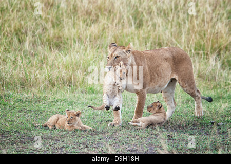 Lionne africaine portant un Cub dans sa bouche avec deux oursons à côté d'elle, Panthera leo, Masai Mara National Reserve, Kenya, Africa Banque D'Images