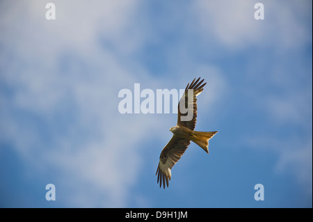 Un Milan royal (Milvus milvus) un raptor glisse gracieusement contre un ciel d'été sur nant Bwlch Yr Arian, Ceredigion, pays de Galles de l'Ouest. Banque D'Images