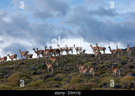 Le parc national des Glaciers. Troupeau de guanacos. Cet animal est de la même famille que le lama. Banque D'Images