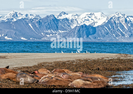 Hisser, Morse (Odobenus rosmarus), Poolepynten, archipel du Svalbard, Norvège Banque D'Images