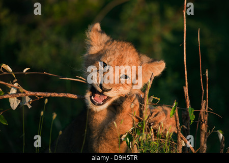 Bébé Lion close-up au lever du soleil, Masai Mara, Kenya Banque D'Images