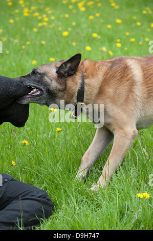 Conducteur de chien de police attaqué pendant une session de formation Banque D'Images