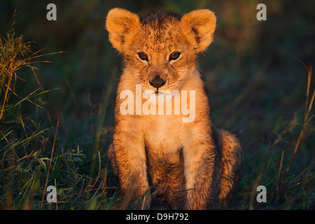 Bébé Lion close-up au lever du soleil, Masai Mara, Kenya Banque D'Images