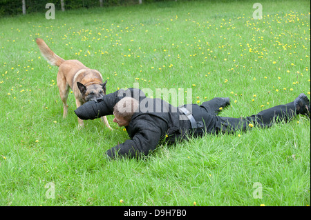 Conducteur de chien de police attaqué pendant une session de formation Banque D'Images