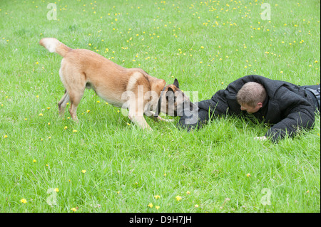 Conducteur de chien de police attaqué pendant une session de formation Banque D'Images