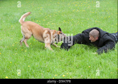 Conducteur de chien de police attaqué pendant une session de formation Banque D'Images