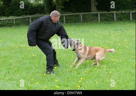 Conducteur de chien de police attaqué pendant une session de formation Banque D'Images