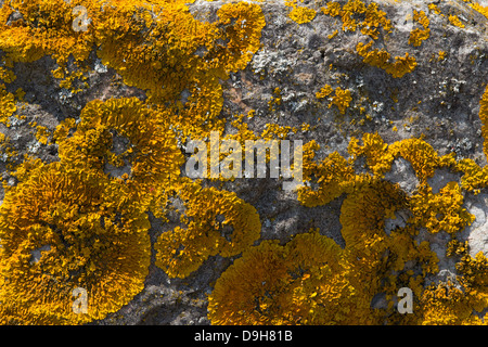 Lichen jaune sur un rocher par l'estuaire de la Severn. Banque D'Images