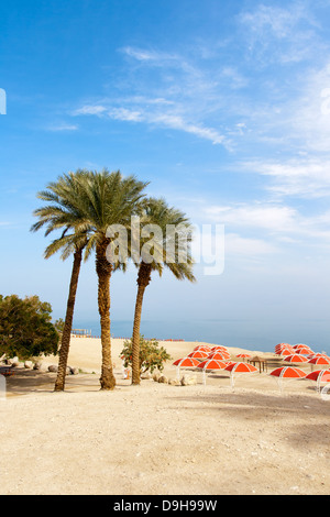 Oasis d'Ein Gedi, au bord de la Mer Morte. Israël Banque D'Images
