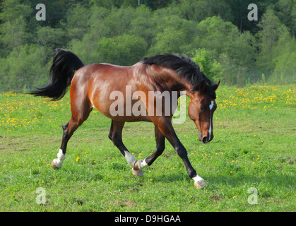 Cheval de race Holstein trottant dans le domaine Banque D'Images