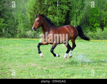 Le galop des chevaux de race Holstein dans le domaine Banque D'Images