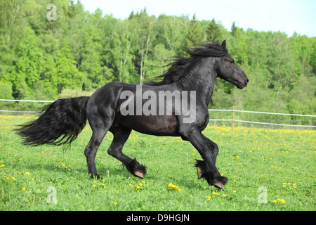 Cheval frison noir galop dans un champ vert Banque D'Images