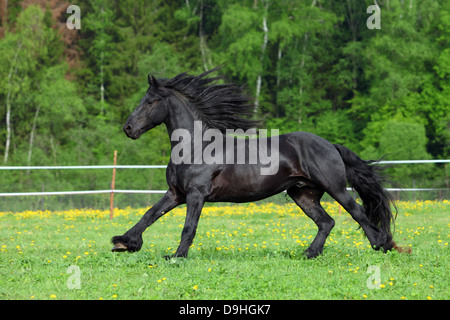 Cheval frison noir galop dans un champ vert Banque D'Images