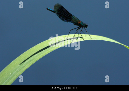 Demoiselle (calopteryx virgo) agrion Banque D'Images