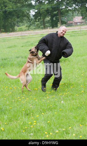 Conducteur de chien de police attaqué pendant une session de formation Banque D'Images