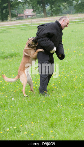 Conducteur de chien de police attaqué pendant une session de formation Banque D'Images