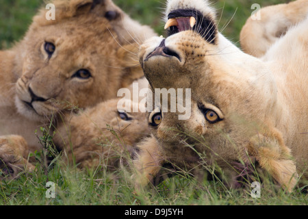 Mère Lion avec oursons, Masai Mara, Kenya, Banque D'Images