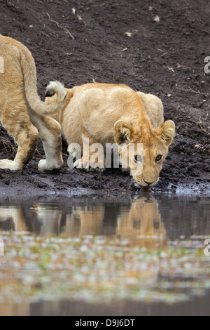 Lion cub close-up, Masai Mara, Kenya Banque D'Images