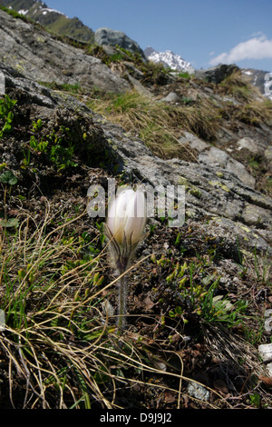 Fleur alpine : Pulsatilla vernalis - Alpes Suisses Banque D'Images