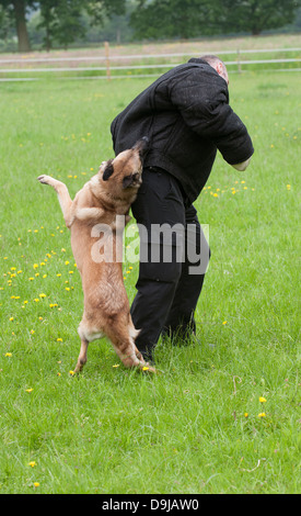 Conducteur de chien de police attaqué pendant une session de formation Banque D'Images