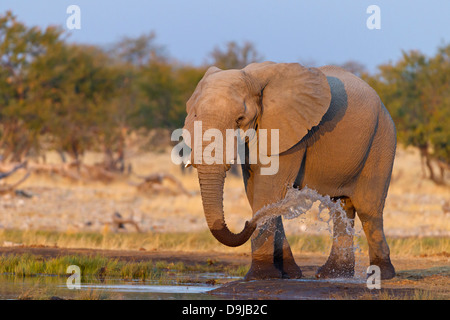 Bush de l'Afrique, l'éléphant, l'Éléphant de savane africaine Afrikanischer Elefant, Loxodonta africana Banque D'Images