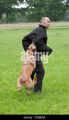 Conducteur de chien de police attaqué pendant une session de formation Banque D'Images