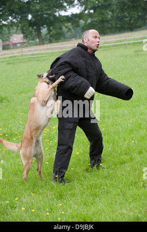 Conducteur de chien de police attaqué pendant une session de formation Banque D'Images