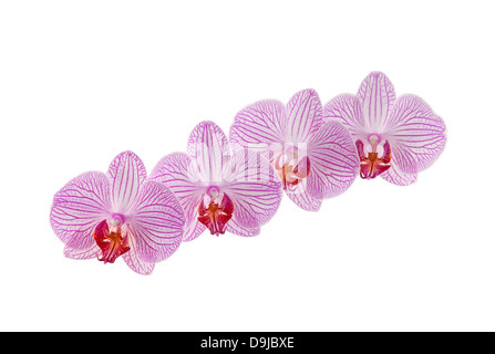 Fleurs orchidées isolated on white with clipping path Banque D'Images
